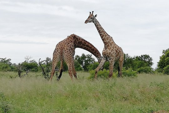 African Safe Travels